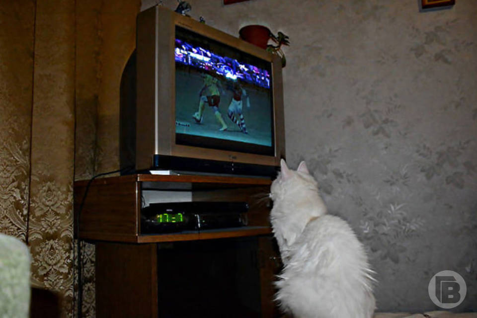 Сколько волгоградцев отказались от просмотра ТВ: опрос