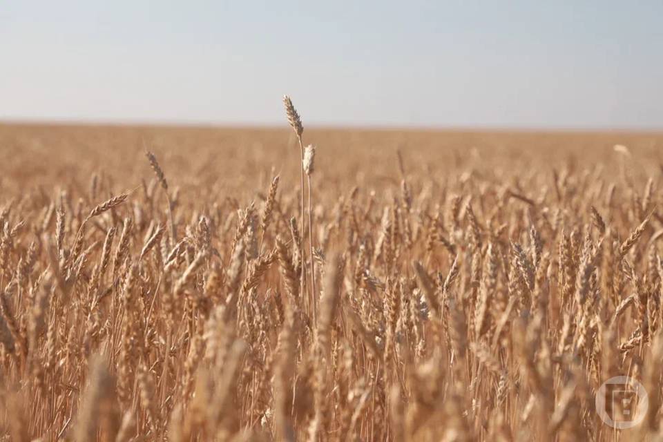 Рекорд по сбору зернобобовых побила Волгоградская область