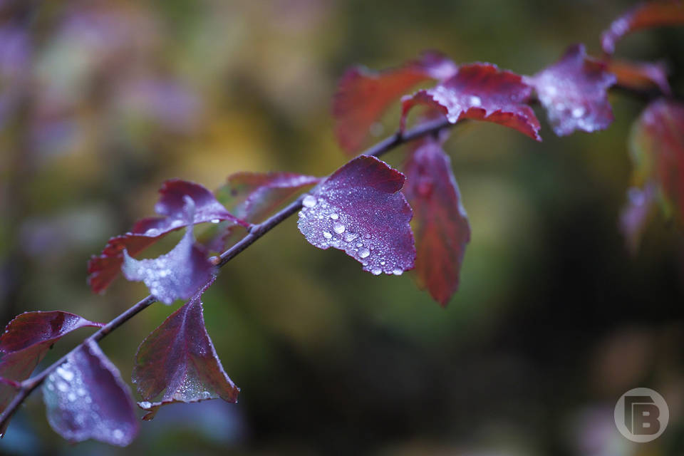 Волгоградцев предупреждают о гололеде и туманах в ближайшие дни