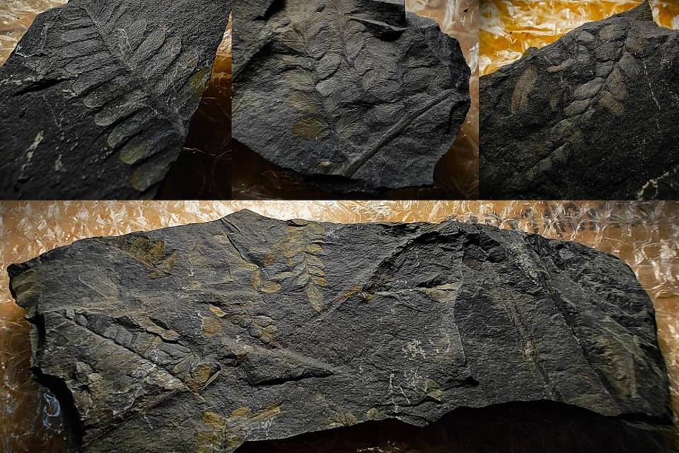 Волгоградка передала в дар музею коллекцию древних окаменелостей