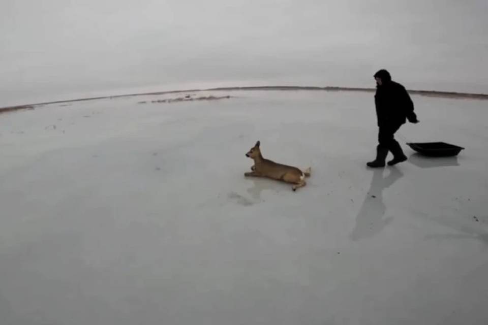 Двое сибиряков спасли от гибели 30 косуль с замерзшего озера