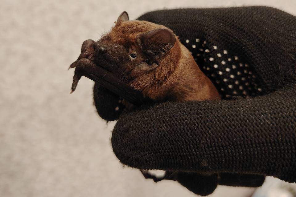 99 летучих мышей спасли волгоградские зооволонтеры
