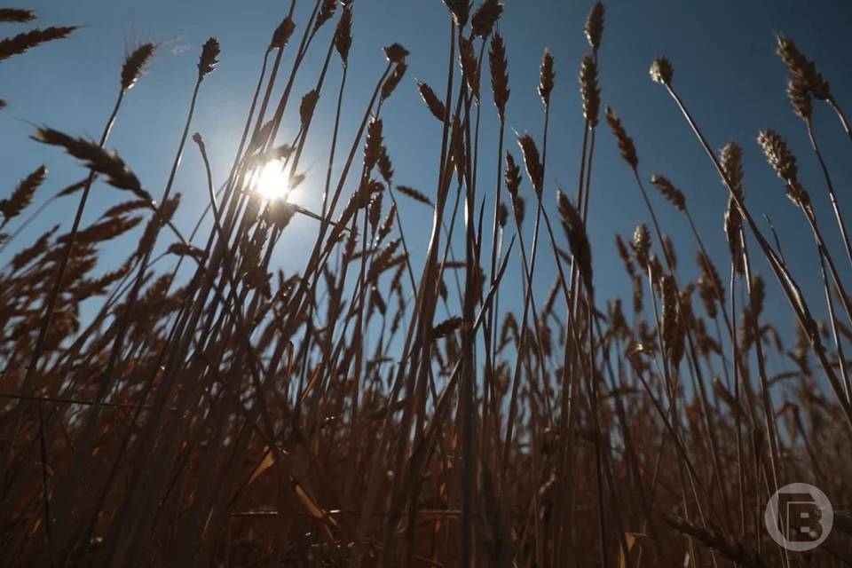 Трое волгоградских предпринимателей с нарушениями списали 275 тонн семян