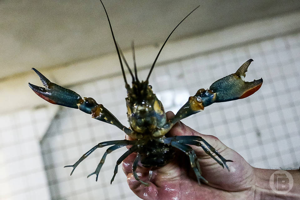 В Волгограде курьер забрал себе 4 кг раков клиентки