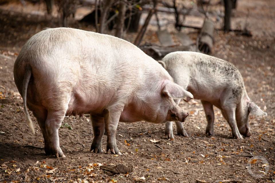 76 кабанов разрешили отстрелять в Волгоградской области из-за угрозы АЧС