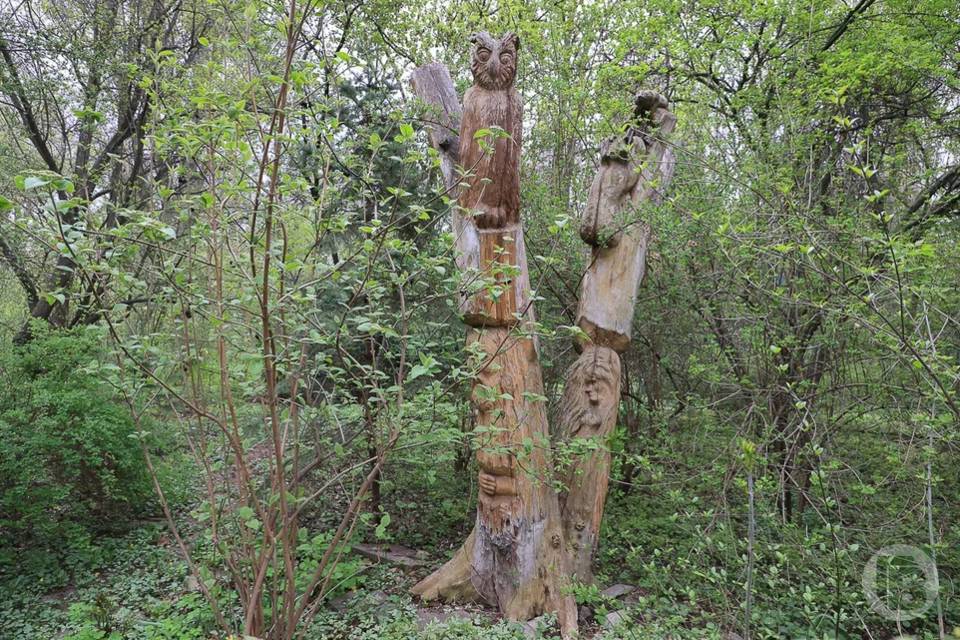 В Волгоградской области арендатор рублем ответит за незаконную вырубку деревьев