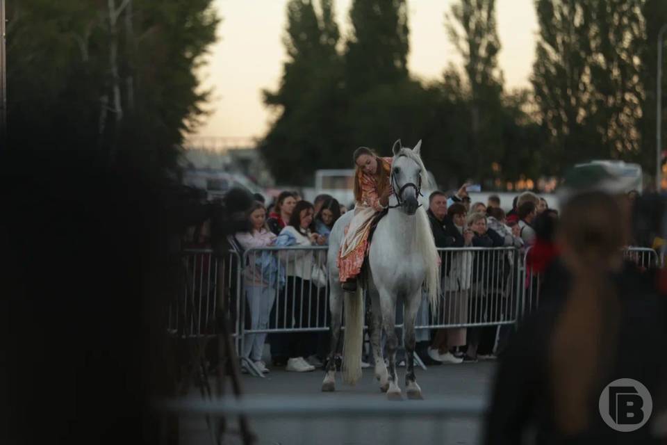 В Волжском хозяйка конного клуба заявила о жестоком отравлении лошадей