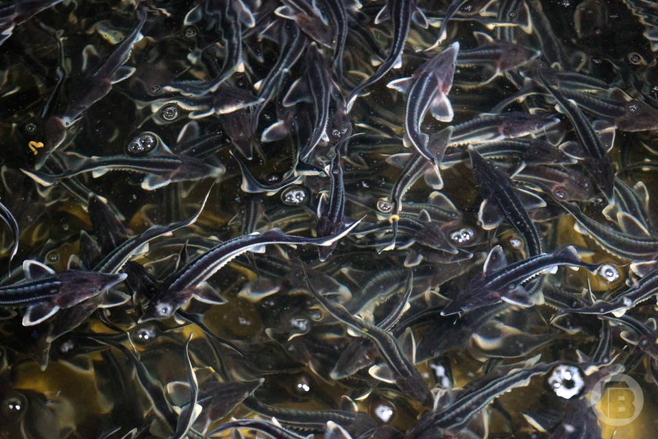 В реки Волгоградской области выпустили 14,5 млн мальков рыб