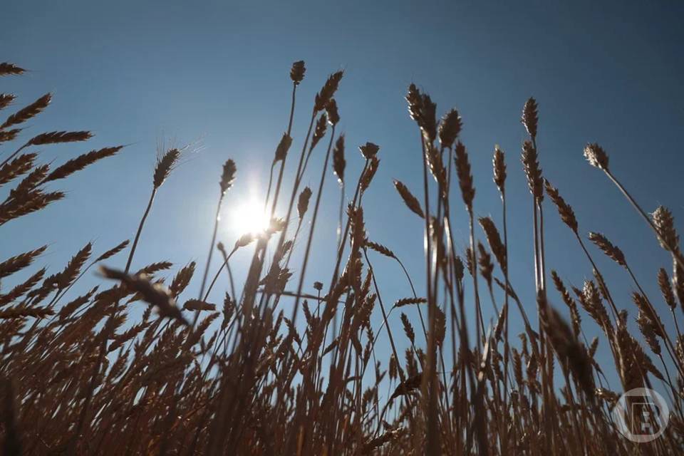 В Волгоградской области выявили нарушения при обращении 832 тонн семян пшеницы