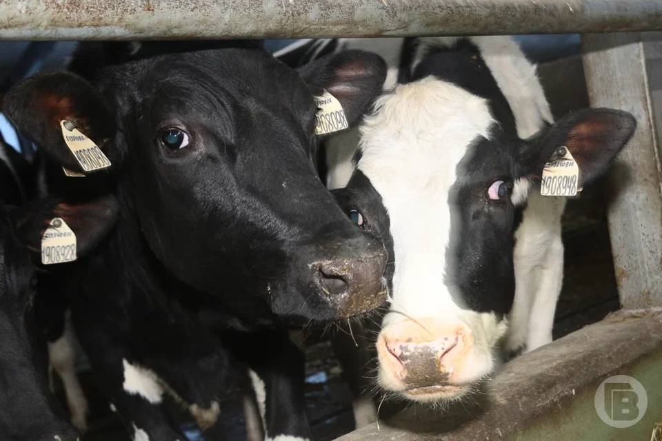 В Волгоградской области обнаружили 700 кг молока без документов