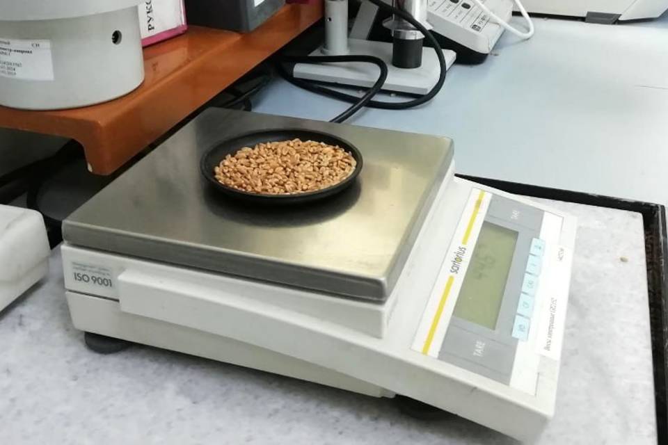 Волгоградские специалисты обнаружили в зерне опасные пестициды