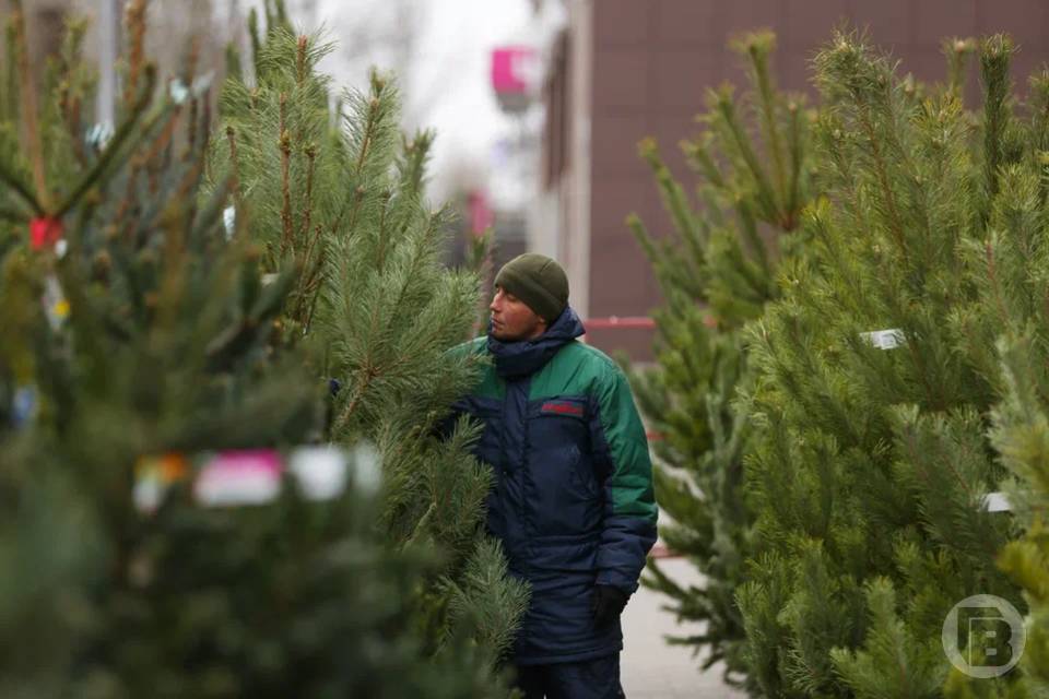 Сколько стоят елки и сосны в Камышине Волгоградской области
