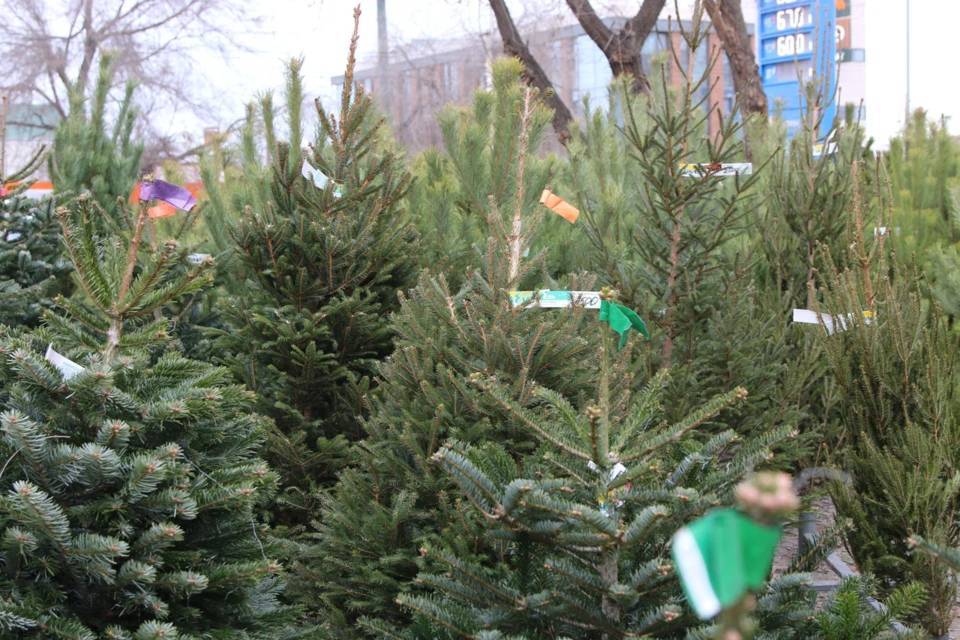 Елочные клещи угрожают волгоградцам