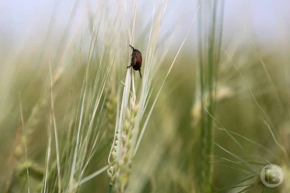 Волгоградский ИП "прибавил" себе урожай в документе