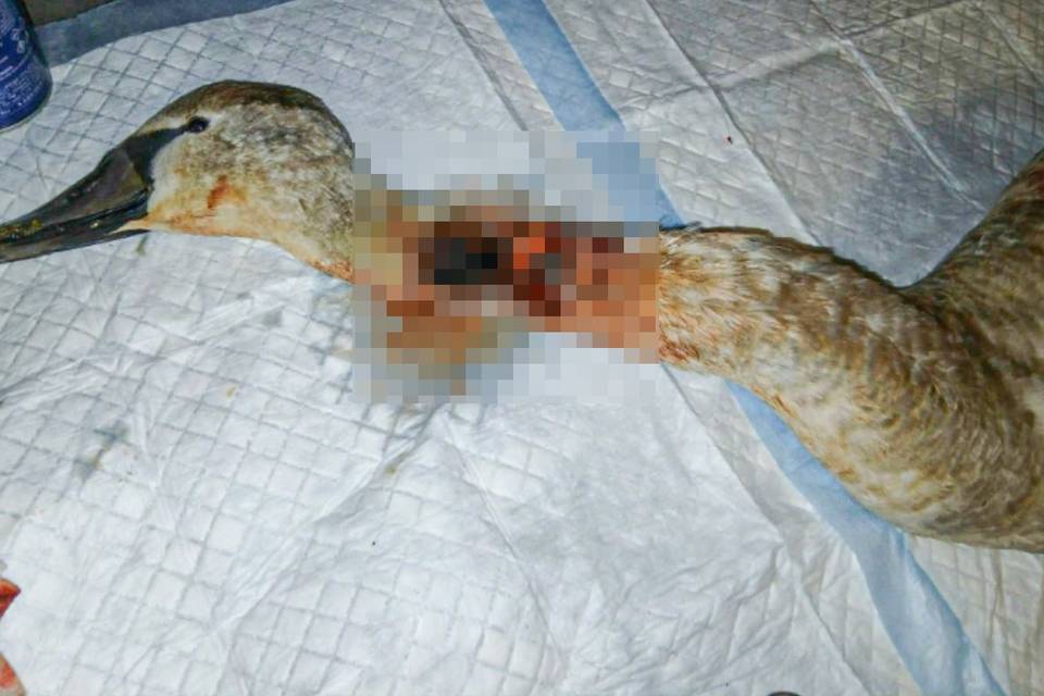В Волгограде жестоко расправились с маленьким лебедем