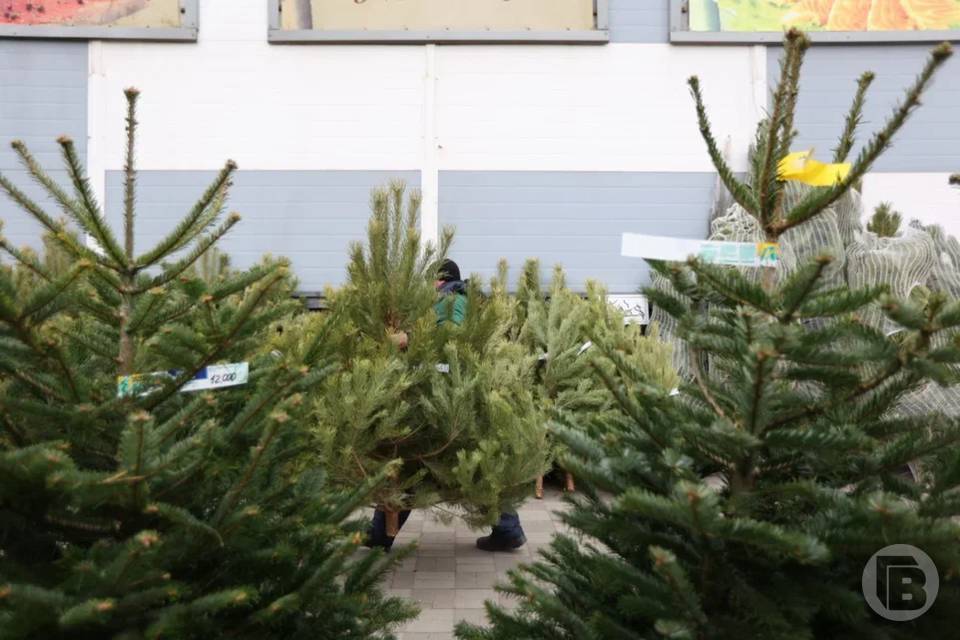 Какой «сюрприз» таят в себе живые ели, рассказали волгоградцам