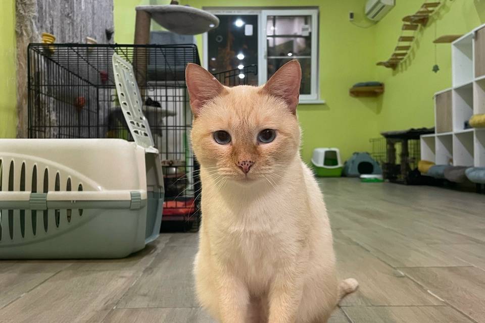 Кот Боно из приюта с радостью станет домашним