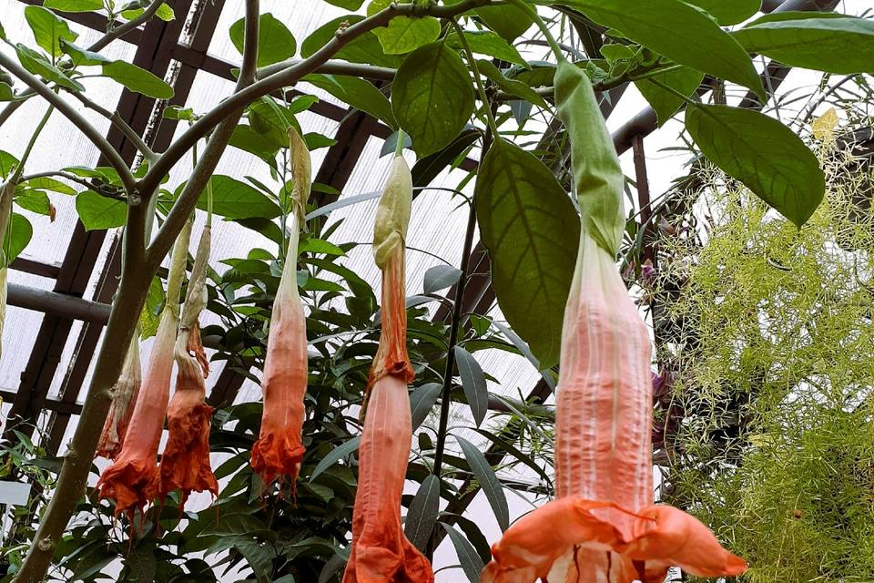 О необычном случае рассказали сотрудники Волгоградского ботсада