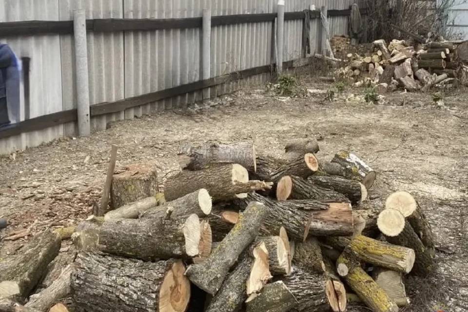 До 4 лет тюрьмы грозит мужчине, вырубившему клены под Волгоградом