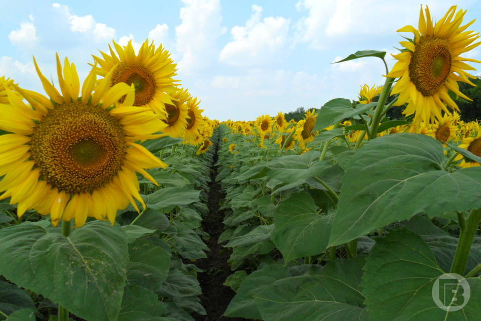 250 тонн подсолнечника неверно задекларировал ИП под Волгоградом