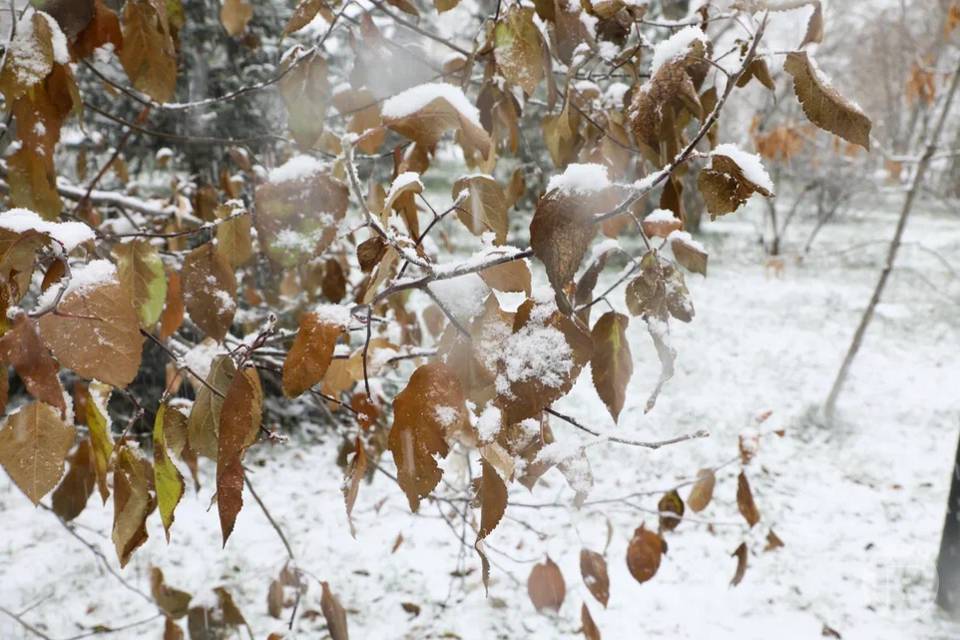 О погоде в Волгограде 29 декабря сообщают синоптики