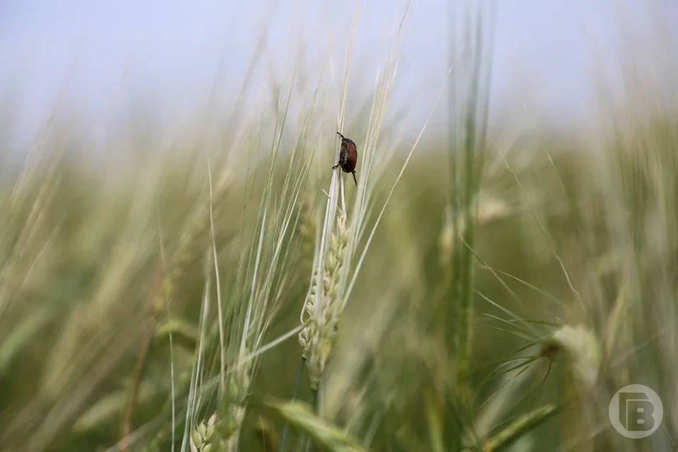 41 тонну семян без документов списал фермер в Волгоградской области