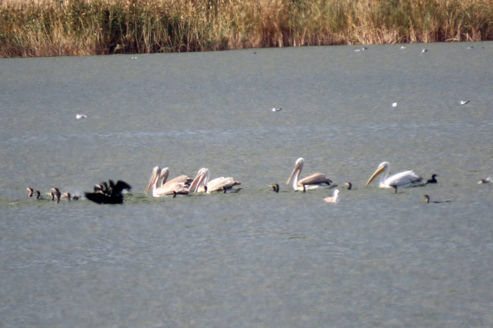 Кудрявый пеликан обосновался в Волгоградской области