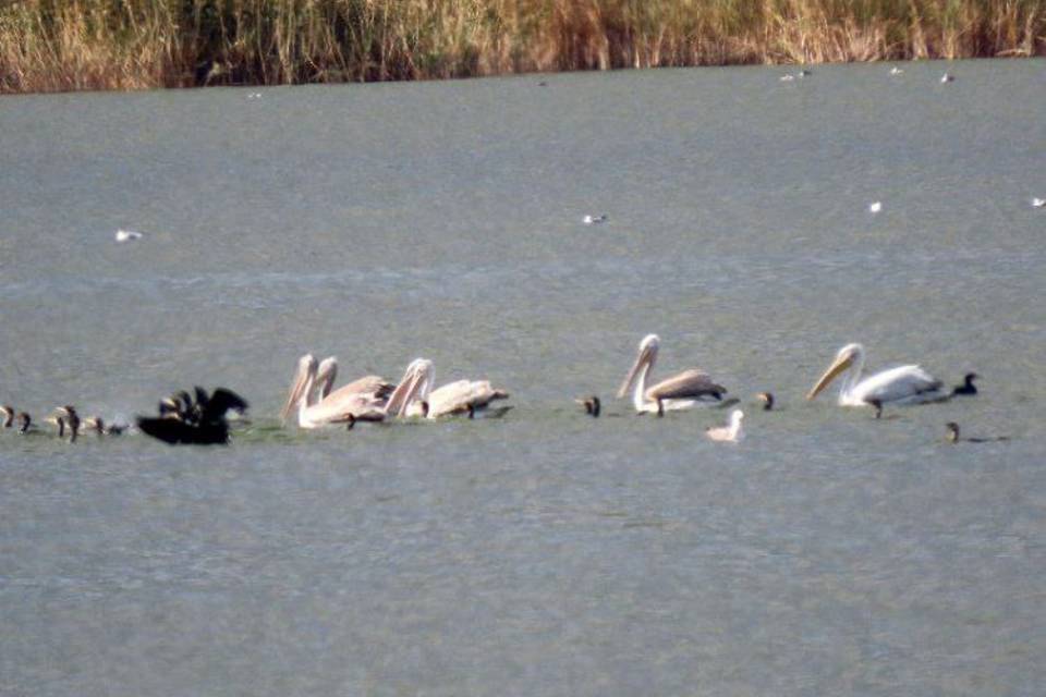 Краснокнижных пеликанов заметили в Волгоградской области