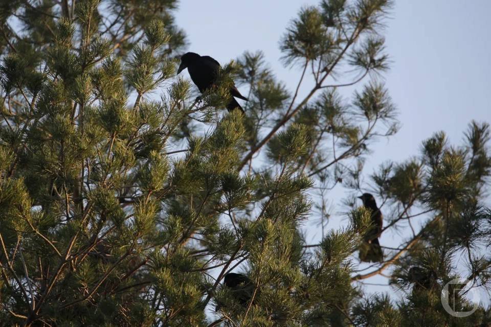 В волгоградских лесах не выявили ни одной незаконной рубки новогодних елок
