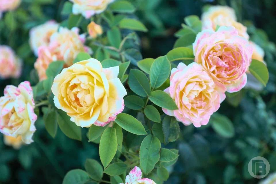 Юноша украл букет для избранницы, но они расстались, и на парня завели дело