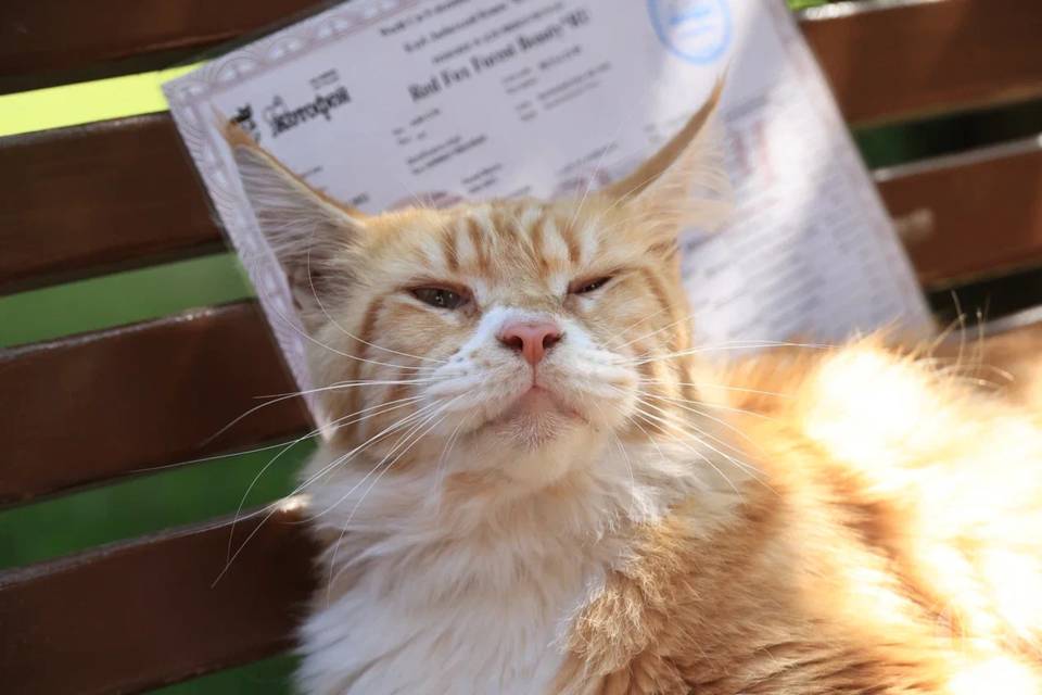 В Камышине покажут самых редких кошек России