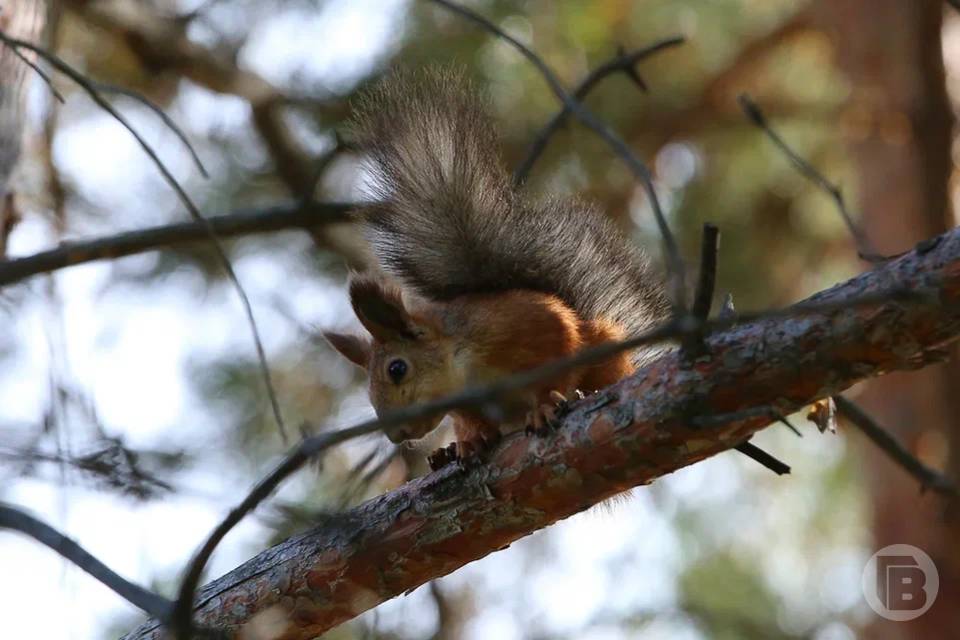 Четырех белок везут в Волгоградскую область с Алтая