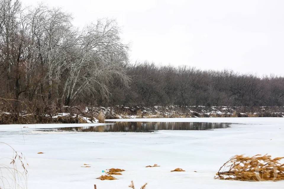 Двух волков отстреляют в Волгоградской области