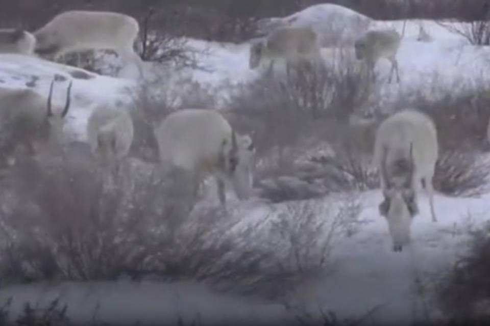 Популяцию сайгаков планируют восстановить в Астраханской области