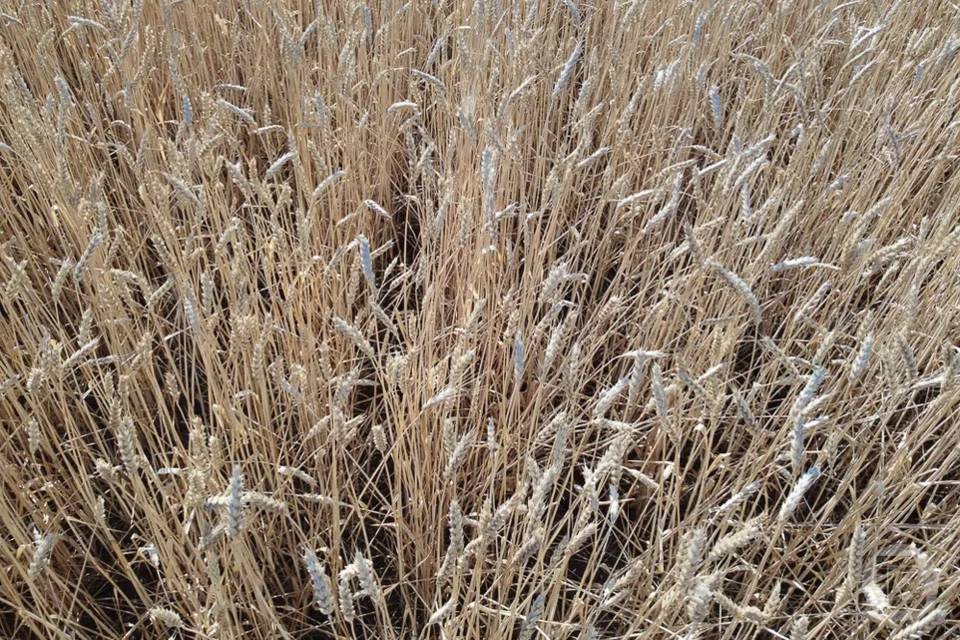 50 тонн нестандартных семян пшеницы нашли в хуторе Волгоградской области