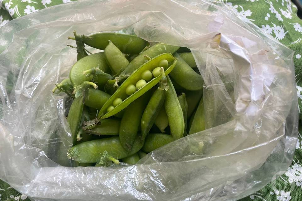 495 тонн волгоградского гороха прошли проверку специалистов