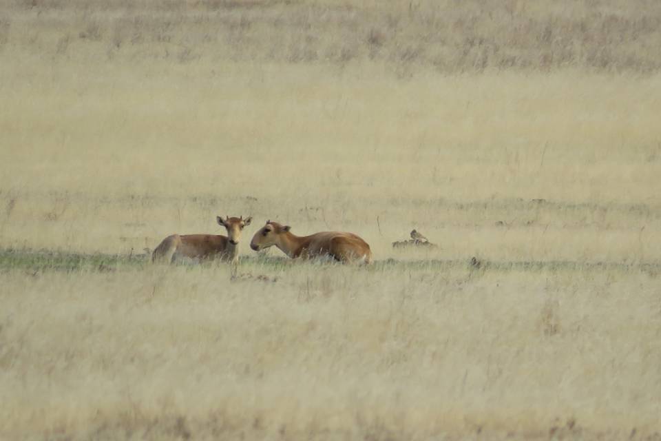 В Волжском во дворе нашли мертвого сайгака