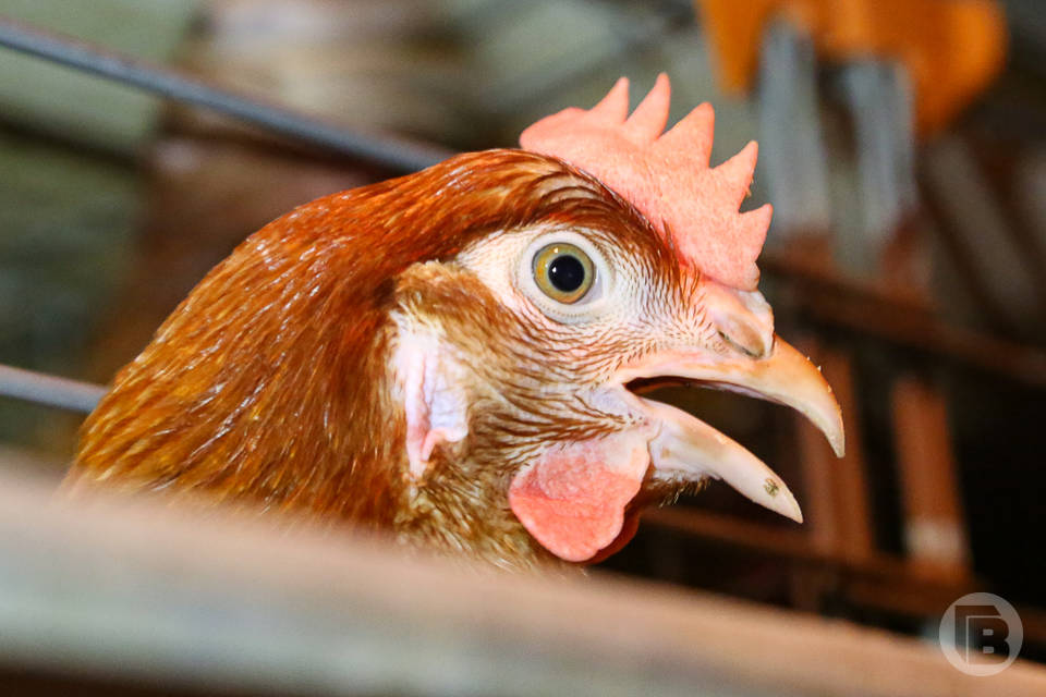 Волгоградские курочки побили рекорд по продуктивности в 2025 году