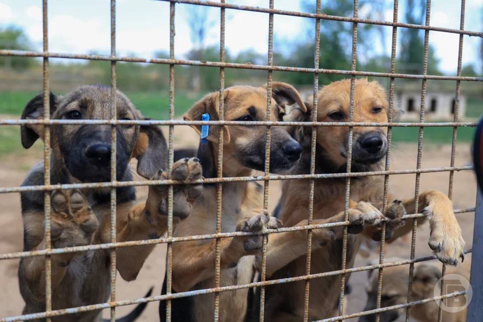 За поддержку благотворительности волгоградцам вернут деньги