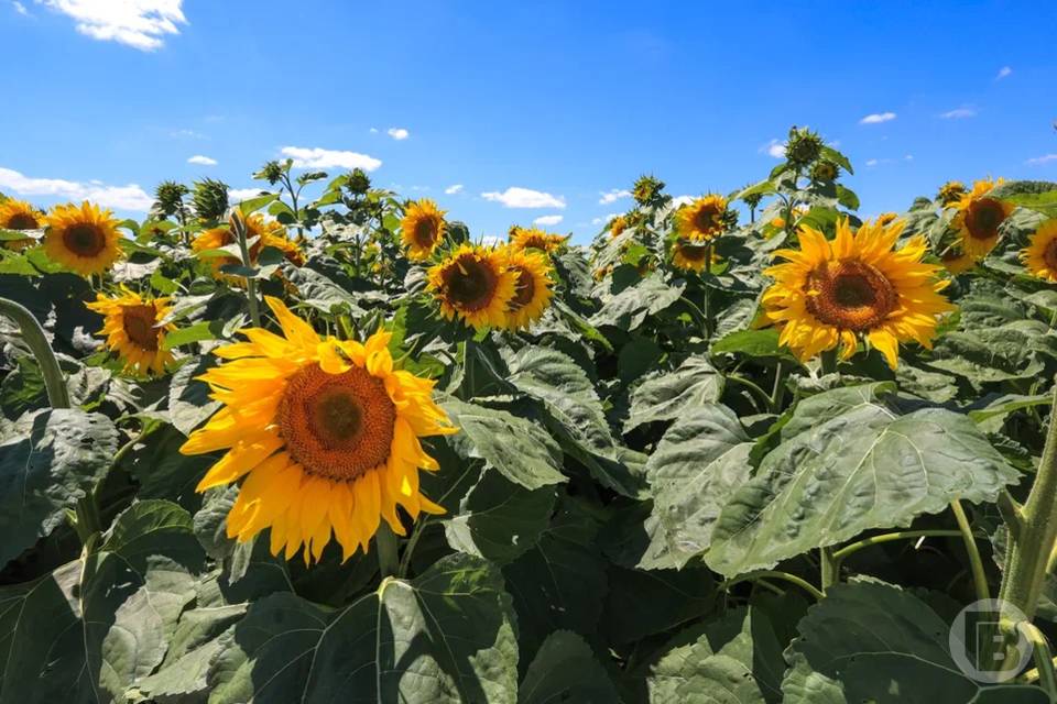 Сорную примесь в 110 тоннах подсолнечника обнаружили волгоградские специалисты