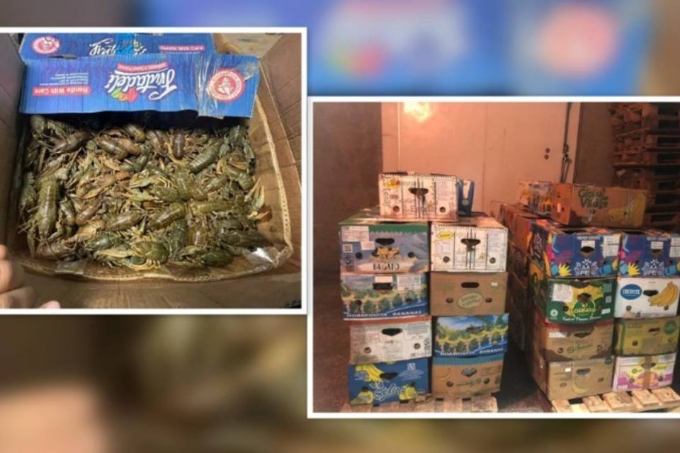 Астраханец прятал в гараже 1700 кг живых раков