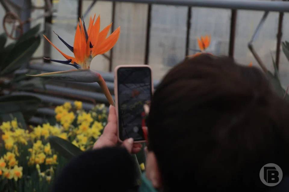 Ботанический сад закрыли в Волжском Волгоградской области