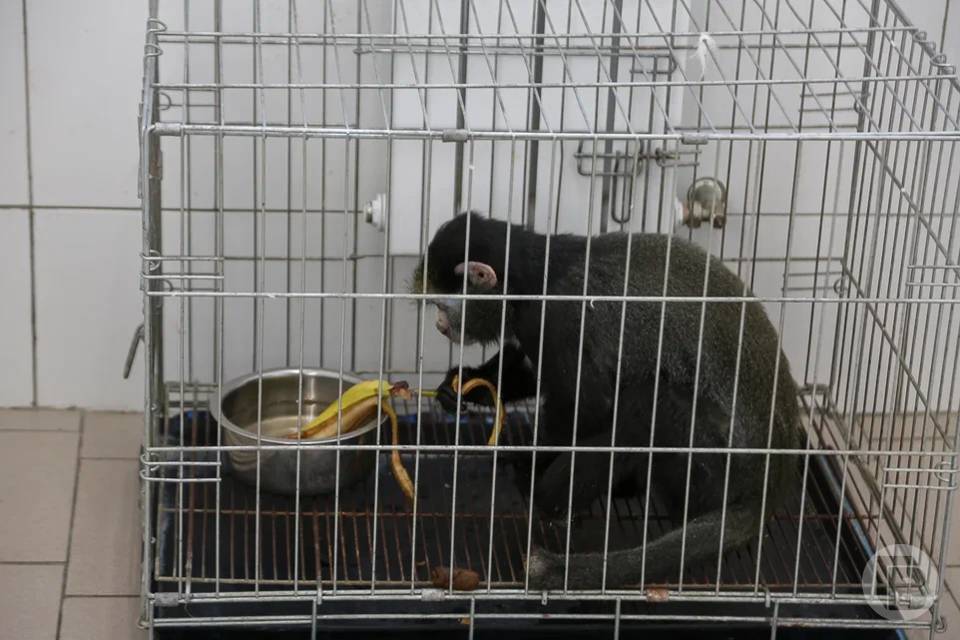 Волгоградцев просят остерегаться контактов с животными за границей