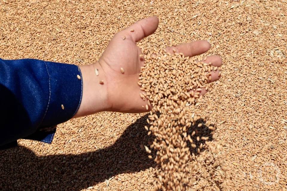 Более 33 тонн семян списали без документов два ИП под Волгоградом