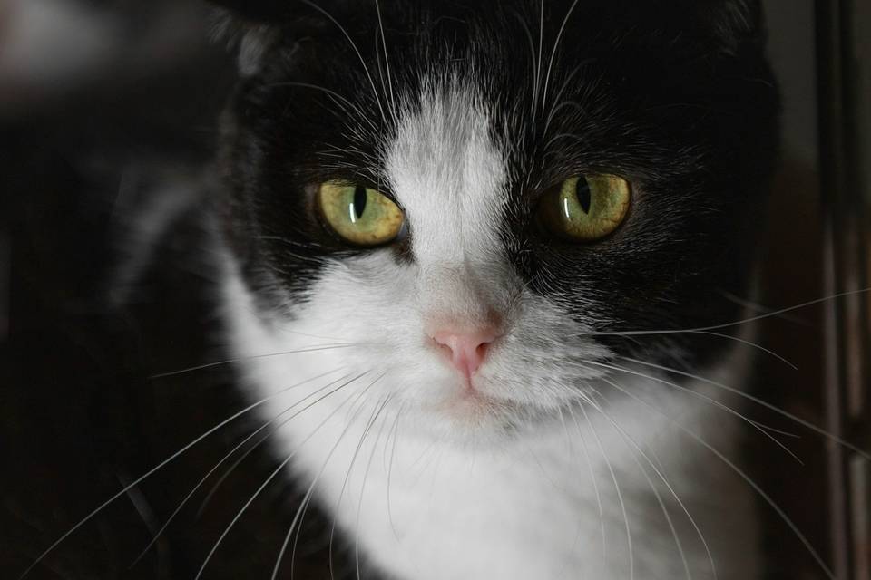 Ищет дом и добрые ручки кошечка Энни