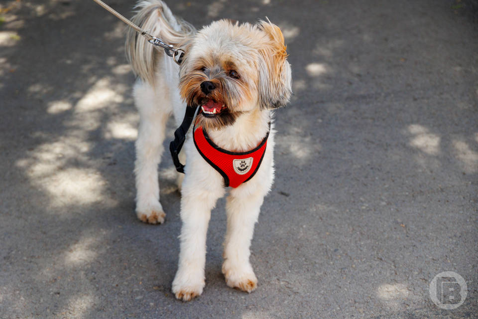 В Волгограде резко подорожали корма для собак и кошек