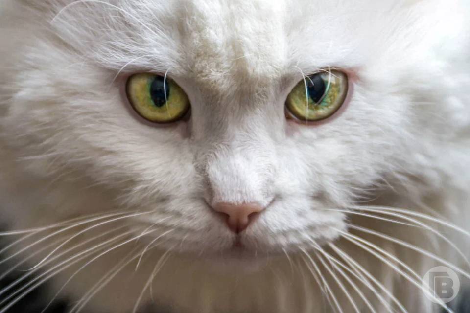 Опавшие кошачьи усы выставили на продажу в Кемерове