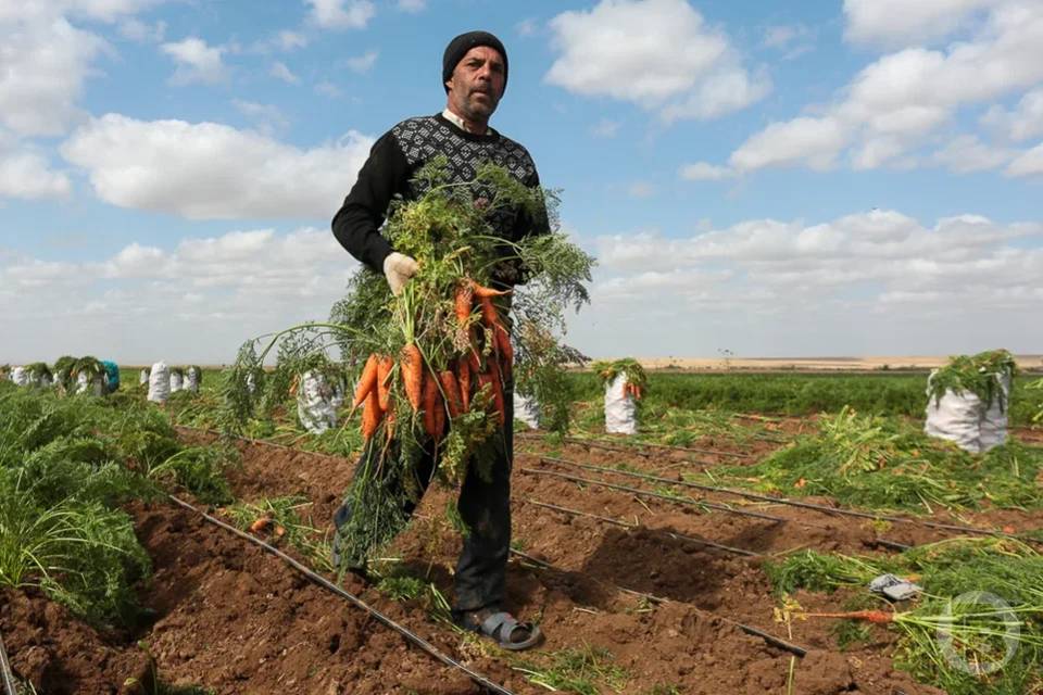 В Казахстан волгоградские аграрии отправили 200 тонн моркови