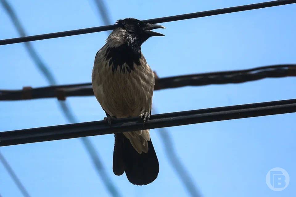 970 птицезащитных устройств установили в Волгоградской области