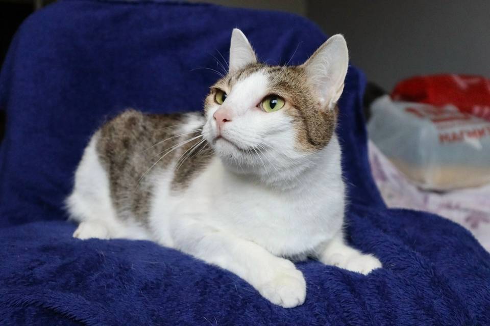 Кот Дейл ждет и верит в свою звезду